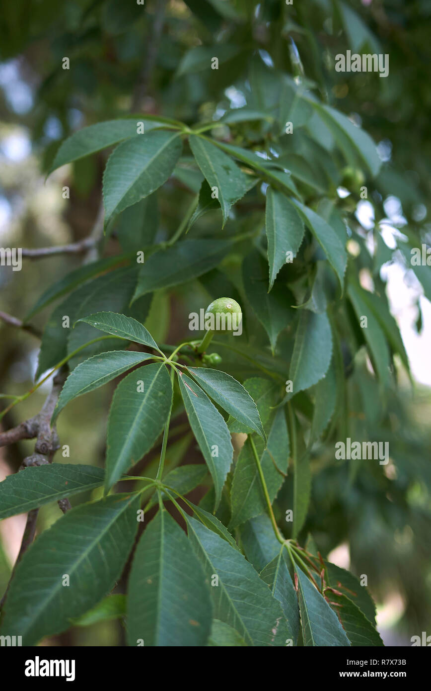 Ceiba speciosa feuilles et fruits frais Banque D'Images