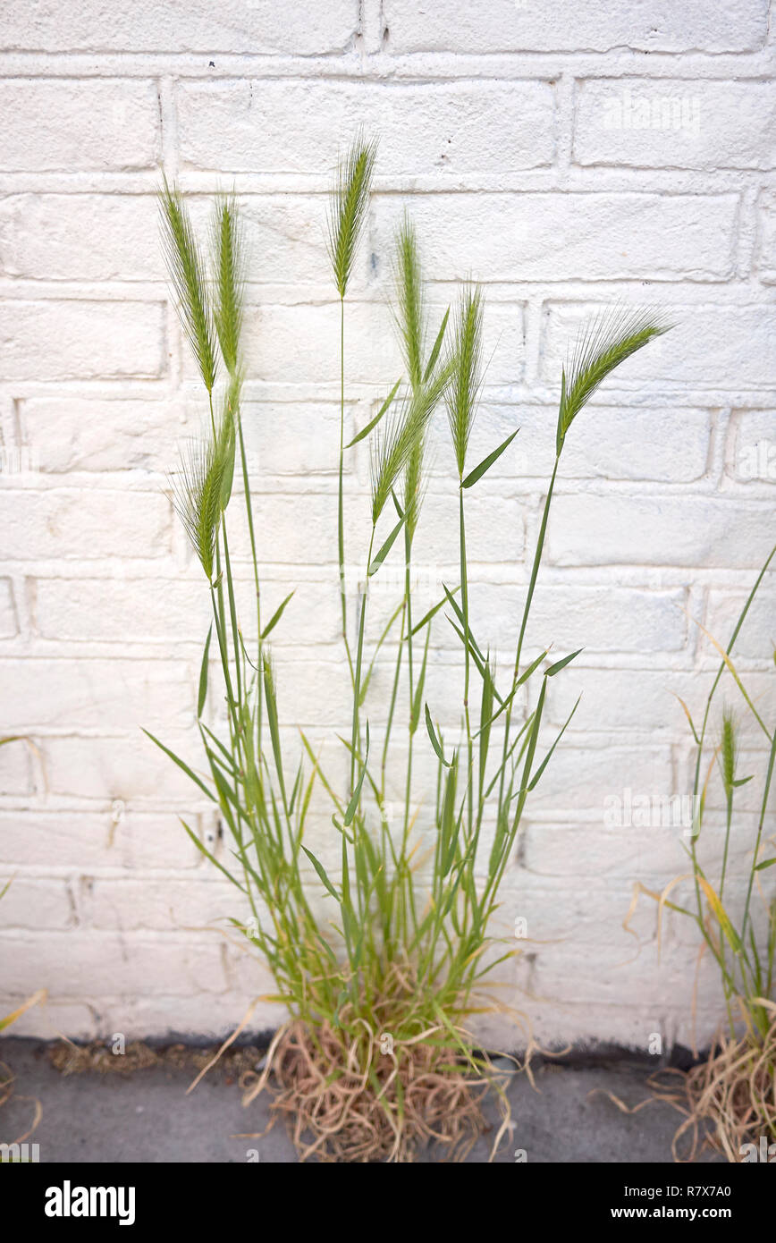 Hordeum murinum crampons Banque D'Images