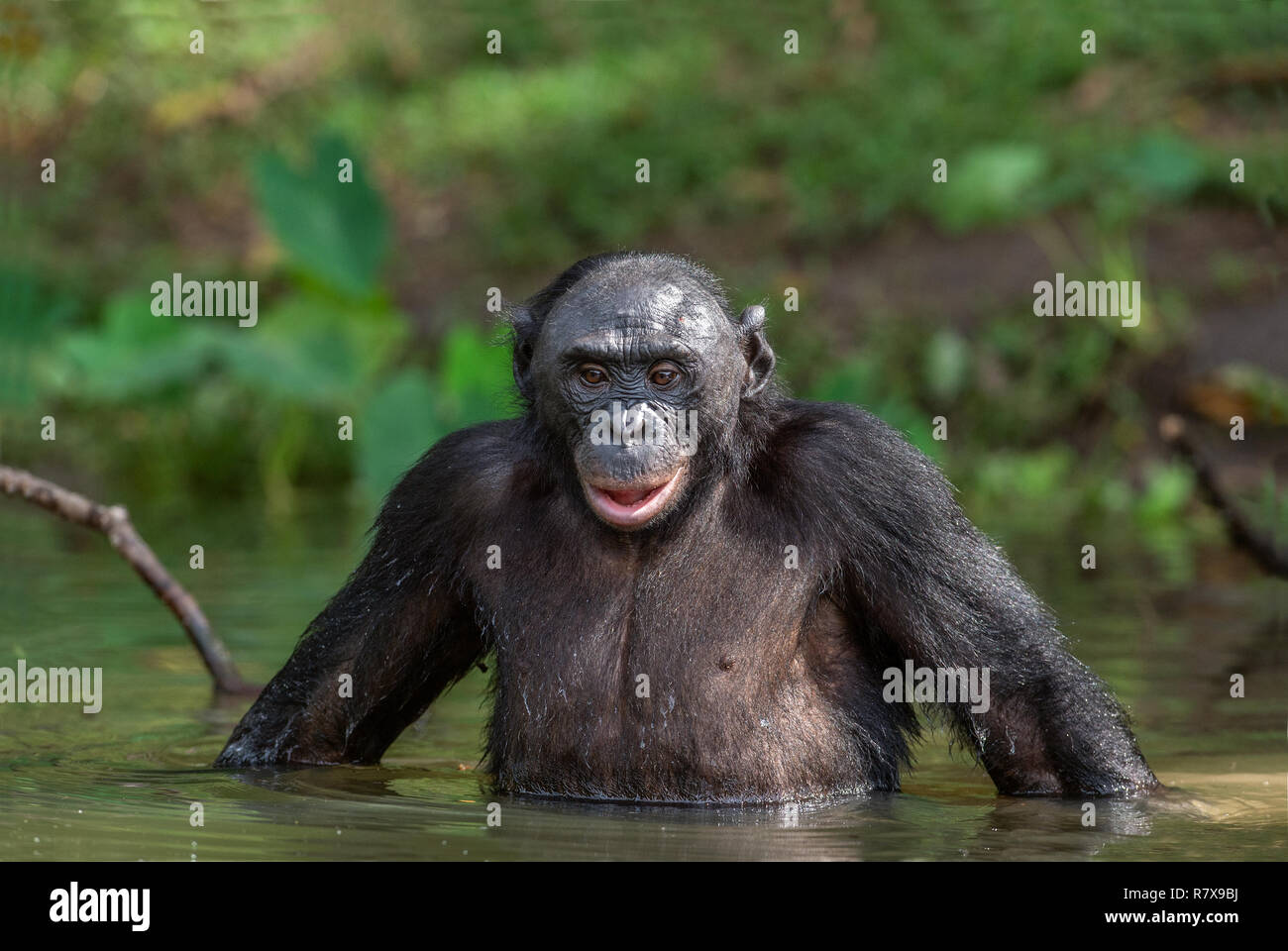 Les bonobos dans l'eau. Le Bonobo (pan paniscus), appelé le chimpanzé pygmée. République démocratique du Congo. Afrique du Sud Banque D'Images