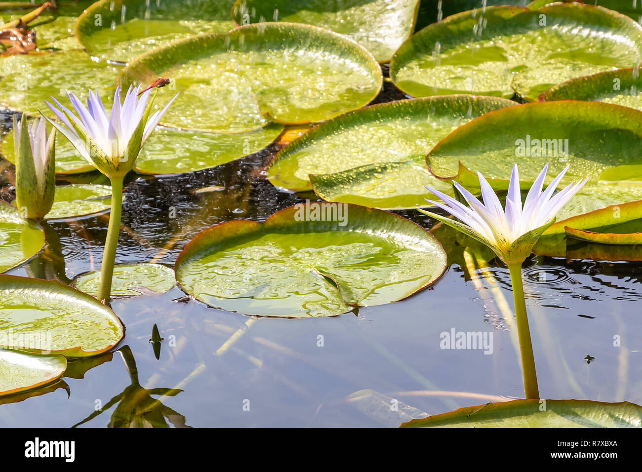 Water Lily en Egypte Banque D'Images