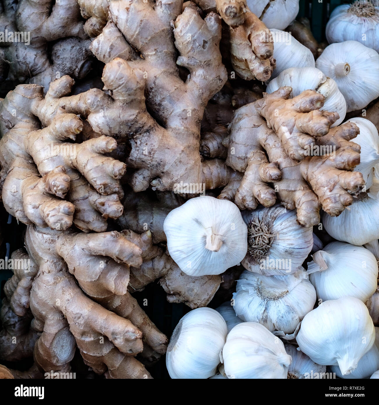 La racine de gingembre et l'ail. L'alimentation naturelle, les légumes, les légumes bio Banque D'Images