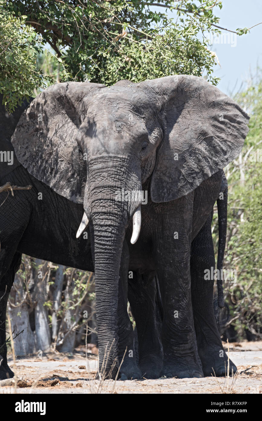 L'éléphant africain close up, chobe national park, botswana, Africa Banque D'Images