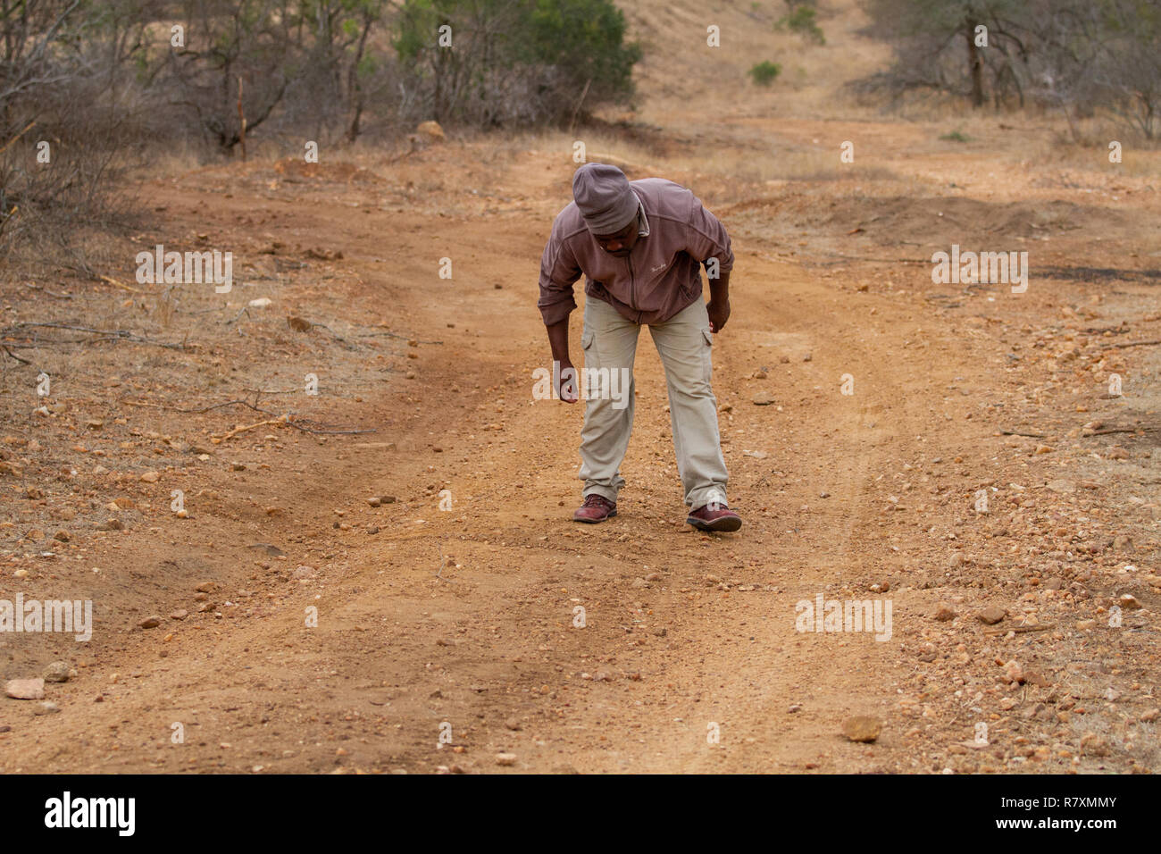 La faune de l'Afrique du Sud : tracker à la suite de la faire glisser par un léopard traîne les tuer de l'autre côté de la route Banque D'Images