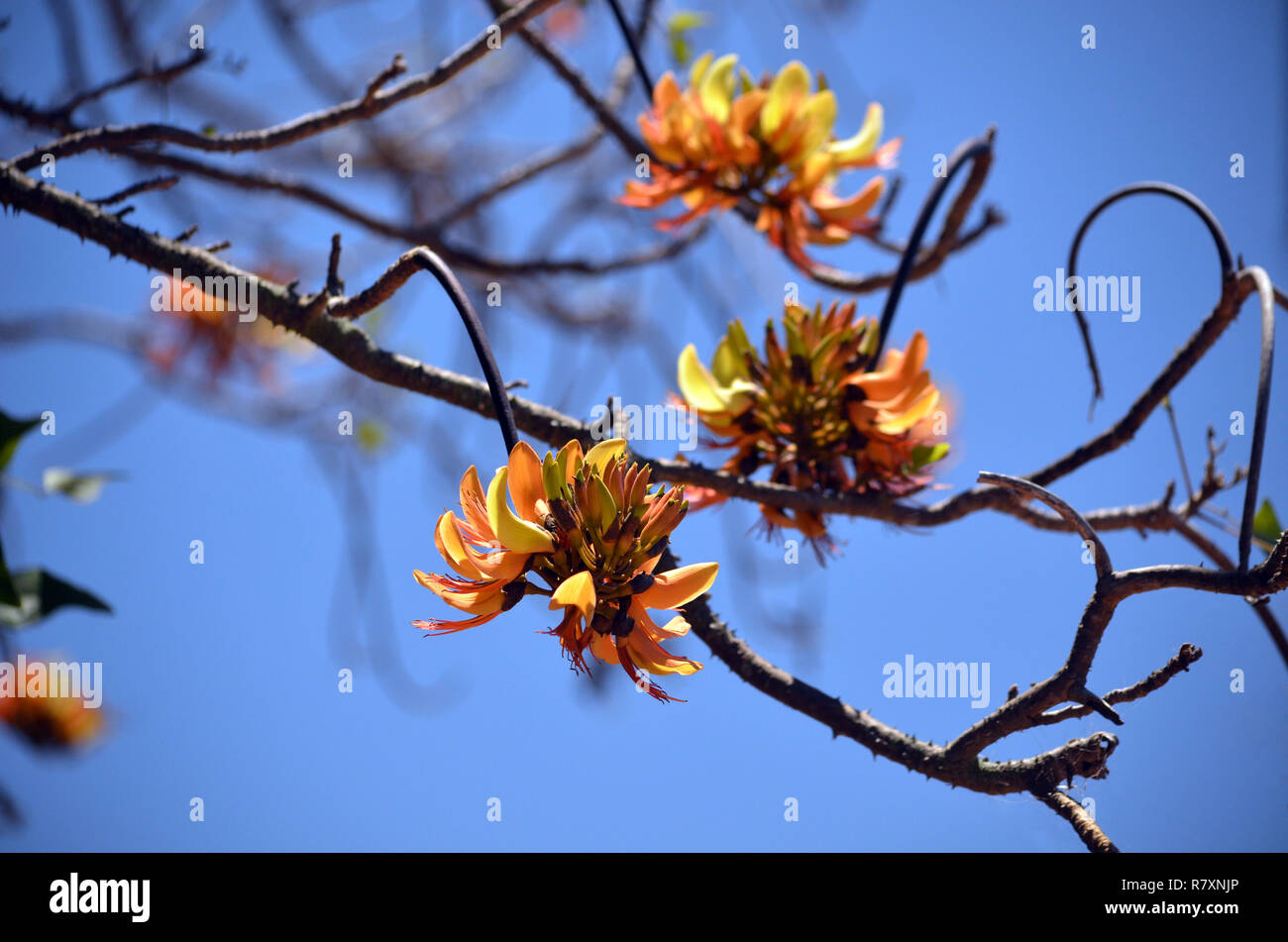 Les autochtones australiens Pine Mountain Coral Tree inflorescence fleurs, Erythrina numerosa, famille des Fabaceae. Endémique au sud-est du Queensland et le nord-est Banque D'Images