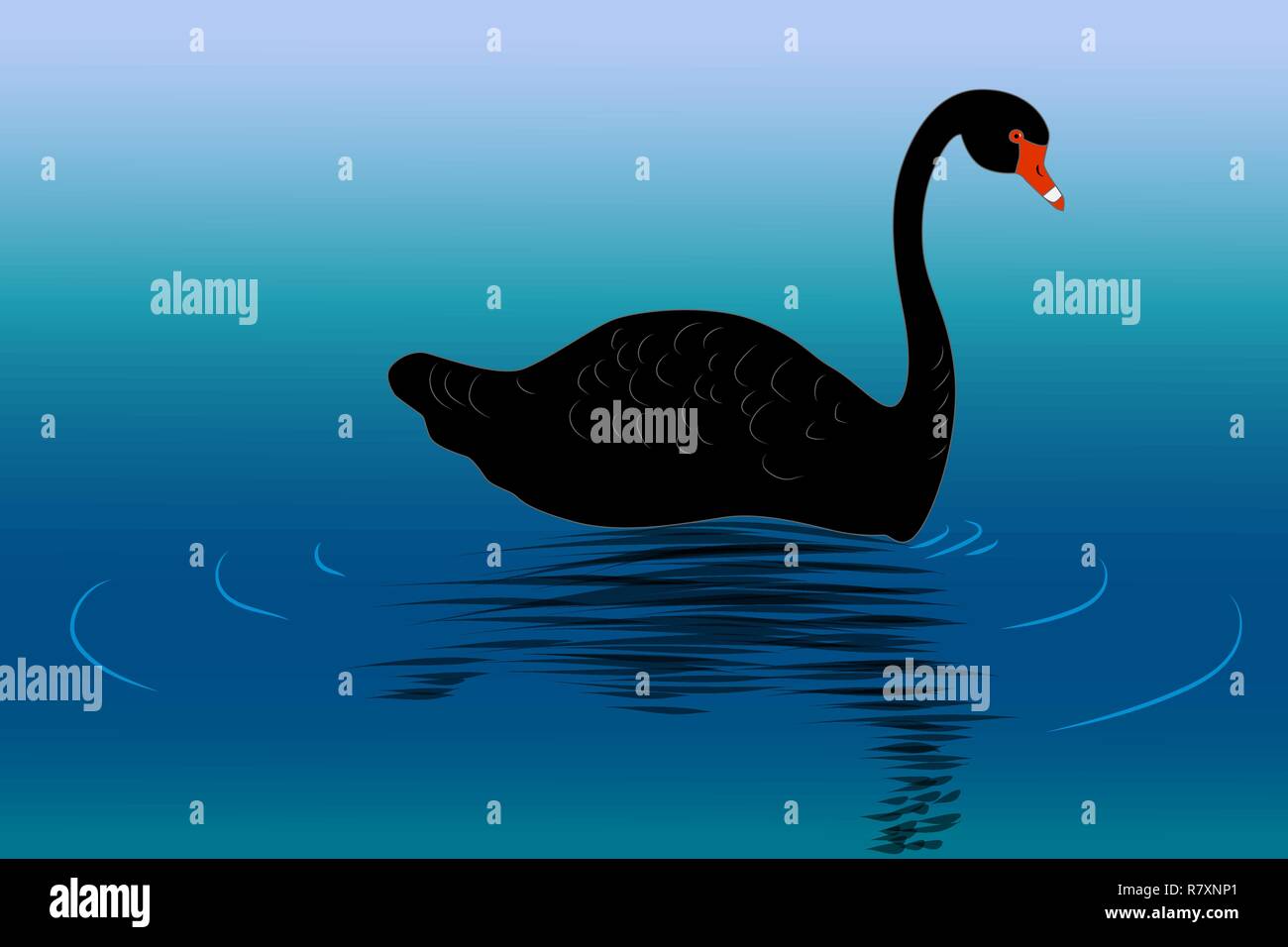 Black Swan sur l'eau, vector illustration Illustration de Vecteur