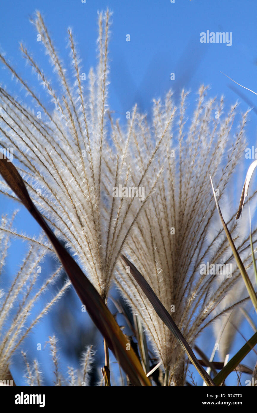 Belles fleurs séchées de hautes herbes Banque D'Images