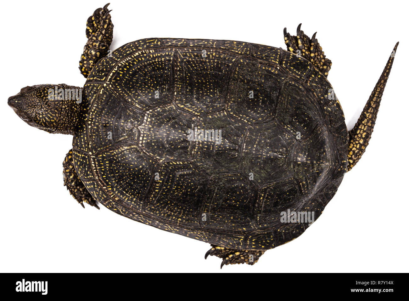 Tortue d'Asie centrale, lat. Emys orbicularis, isolé sur fond blanc Banque D'Images