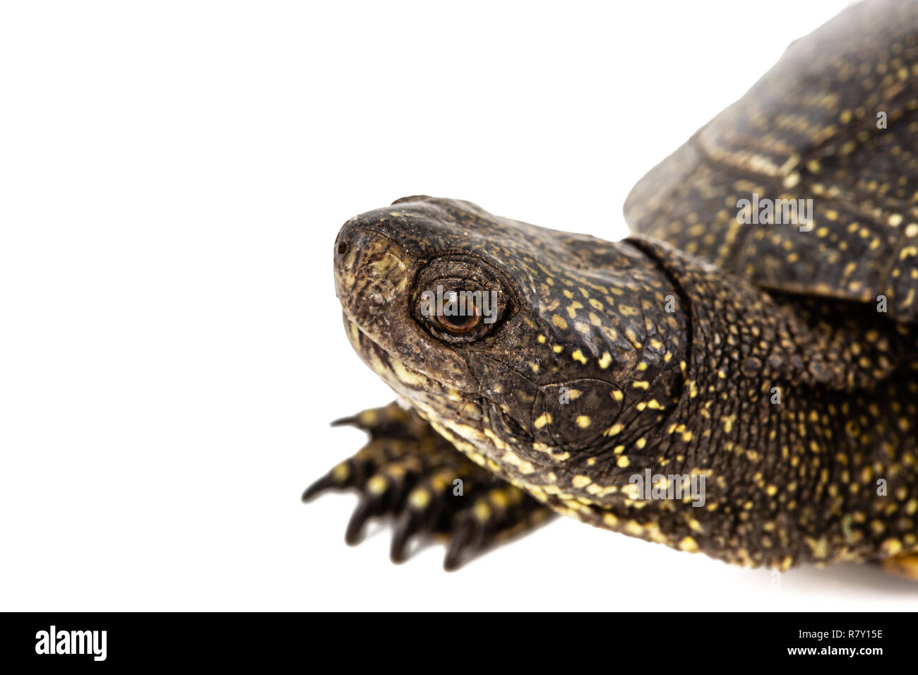 Tortue d'Asie centrale, lat. Emys orbicularis, isolé sur fond blanc Banque D'Images