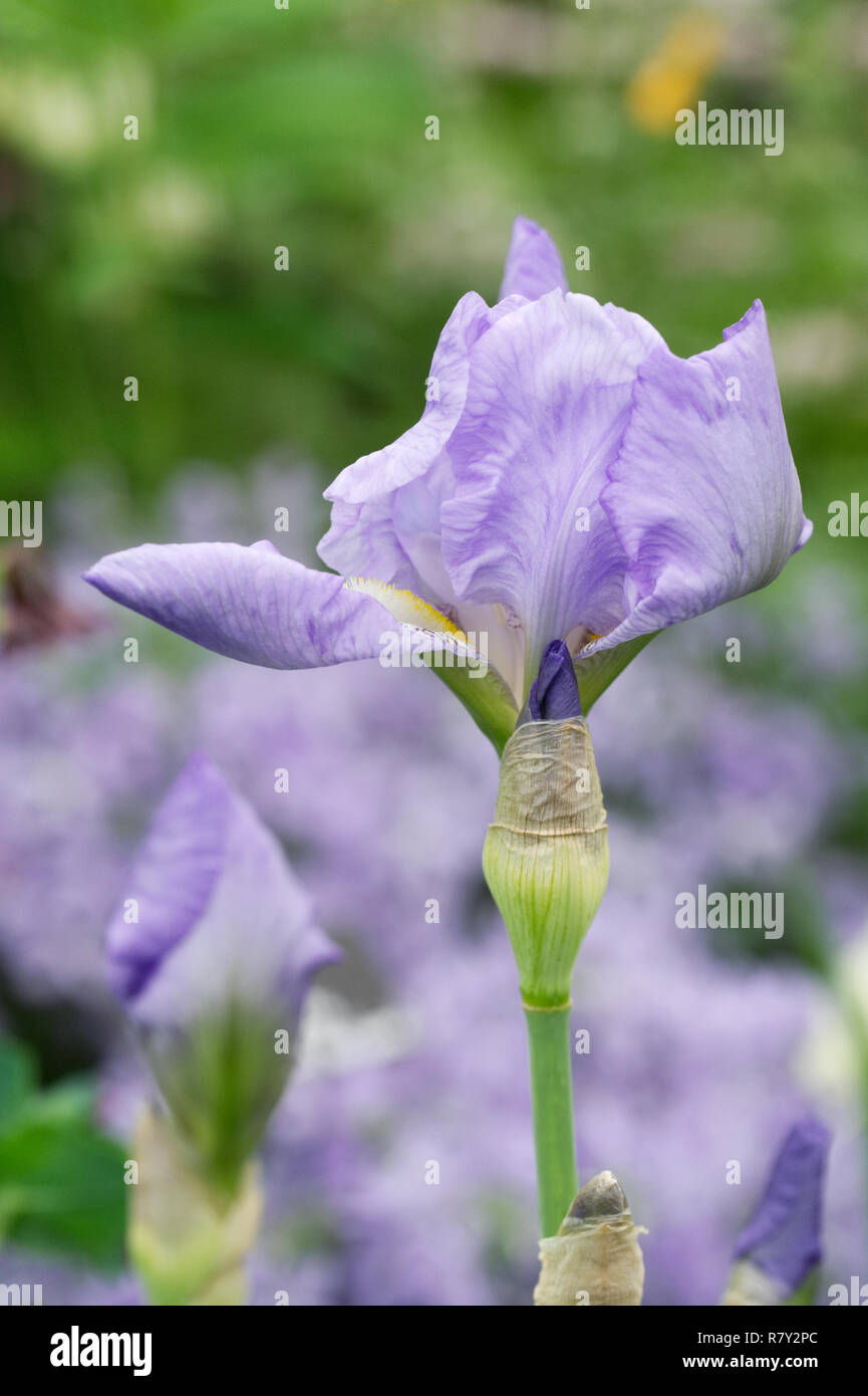 Iris 'Jane Phillips'. Tall bearded Iris. Banque D'Images
