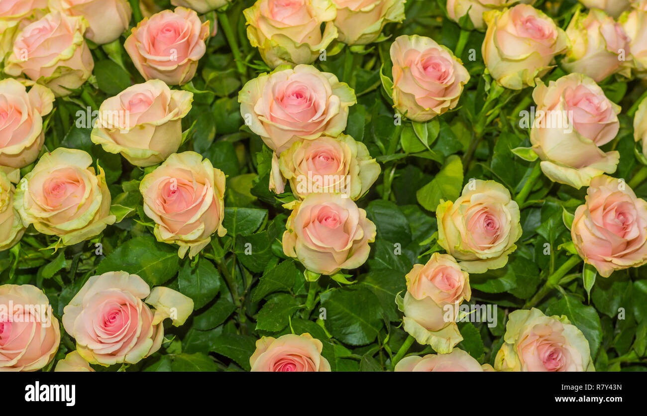 Bande de belle douzaine de roses jaunes à prix coutant lettre Banque D'Images