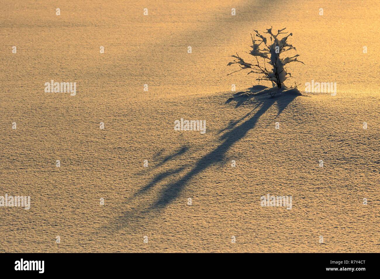 La Suède, la Laponie, région classée au Patrimoine Mondial de l'UNESCO, comté de Norrbotten, lumière dorée d'un lever de soleil sur un sapin en Laponie suédoise Banque D'Images