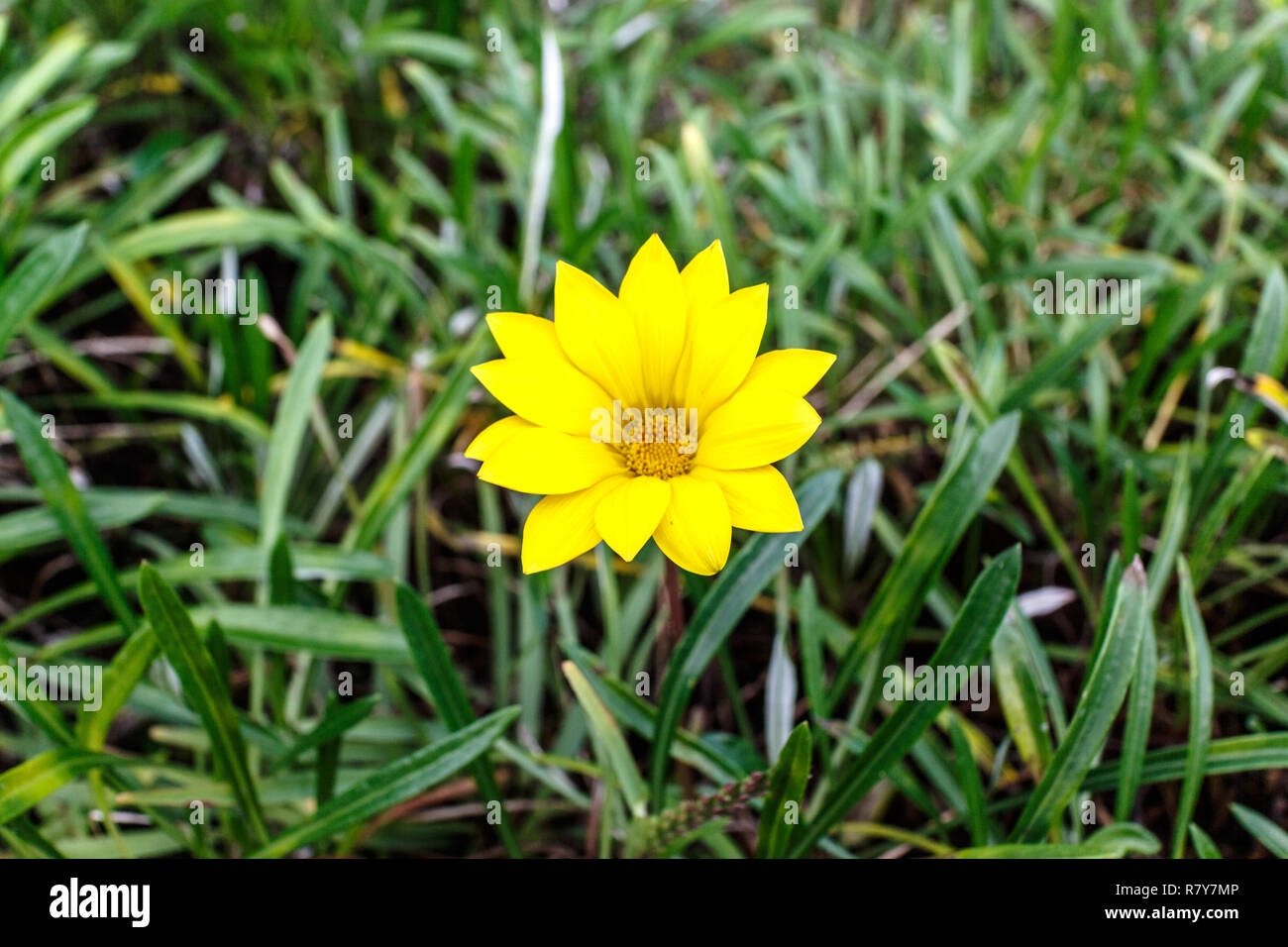 Gazania jaune unique fleur sur un point de fond vert foncé Banque D'Images