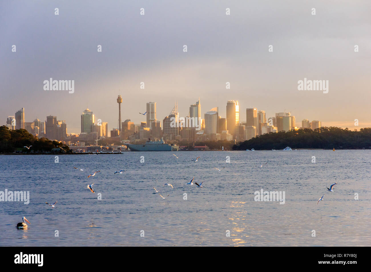 Une volée d'oiseaux en vol au dessus de la mer, le soleil du soir reflète des bâtiments du quartier central des affaires, Sydney, New South Wales, Australia Banque D'Images