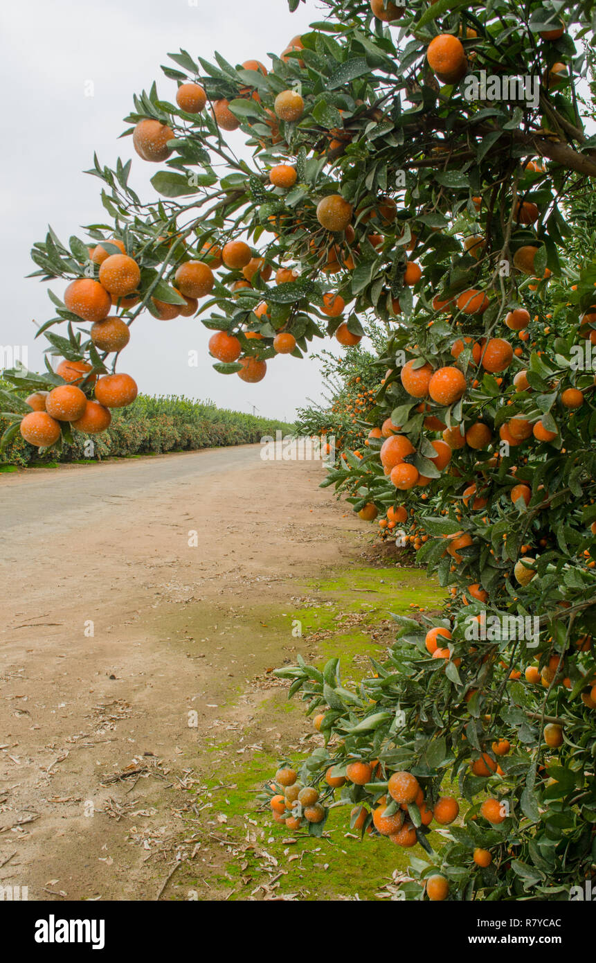 Les tangerines prêtes pour la récolte dans un central California citrus Banque D'Images