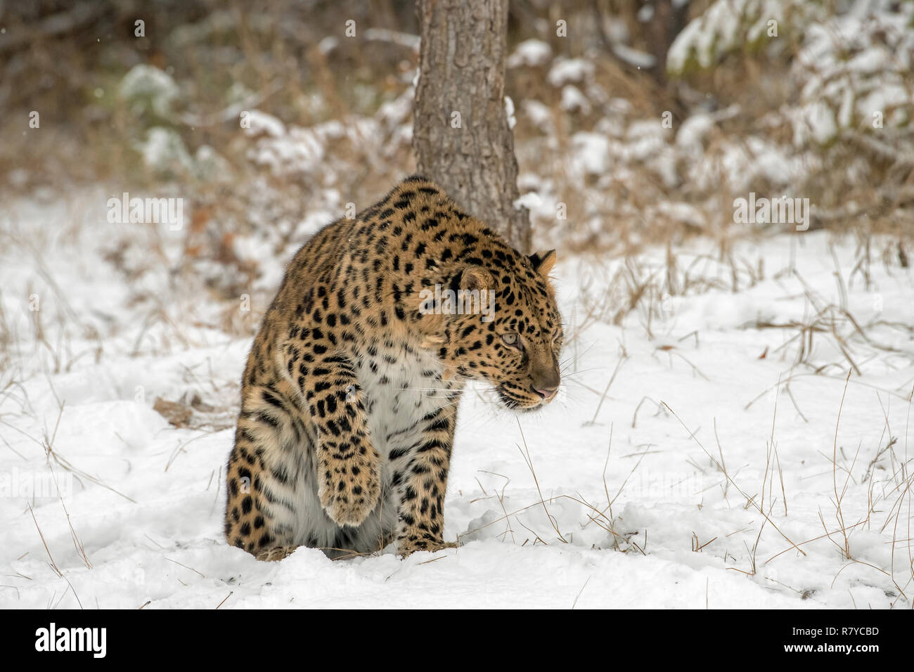 Panthère sa patte de levage de la neige Banque D'Images