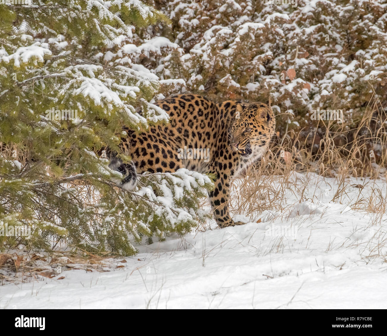 Panthère qui sortent d'entre les arbres Banque D'Images
