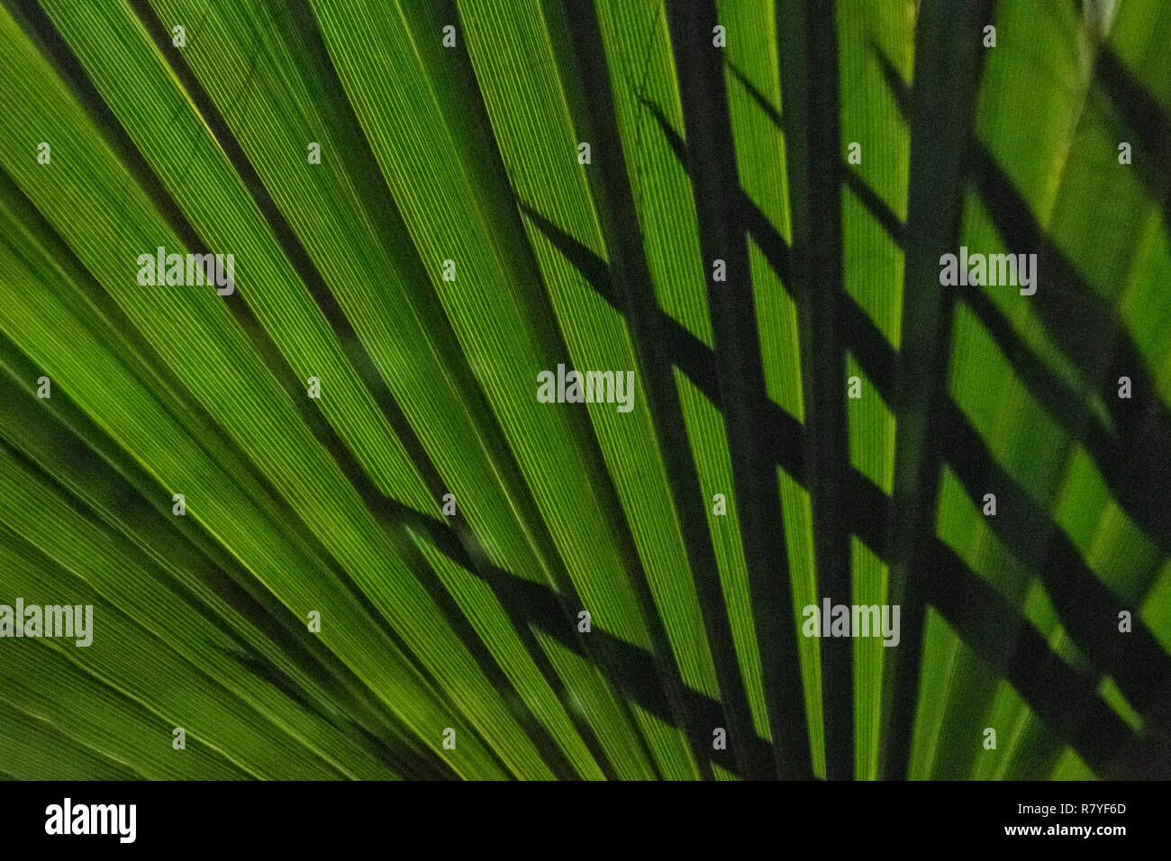 Ventilateur Palm fermer jusqu'à l'ombre des cocotiers - plante indigène d'Aruba - feuille de palmier vert foncé dans la nuit avec des feuilles pointues qui se profile derrière palm Banque D'Images
