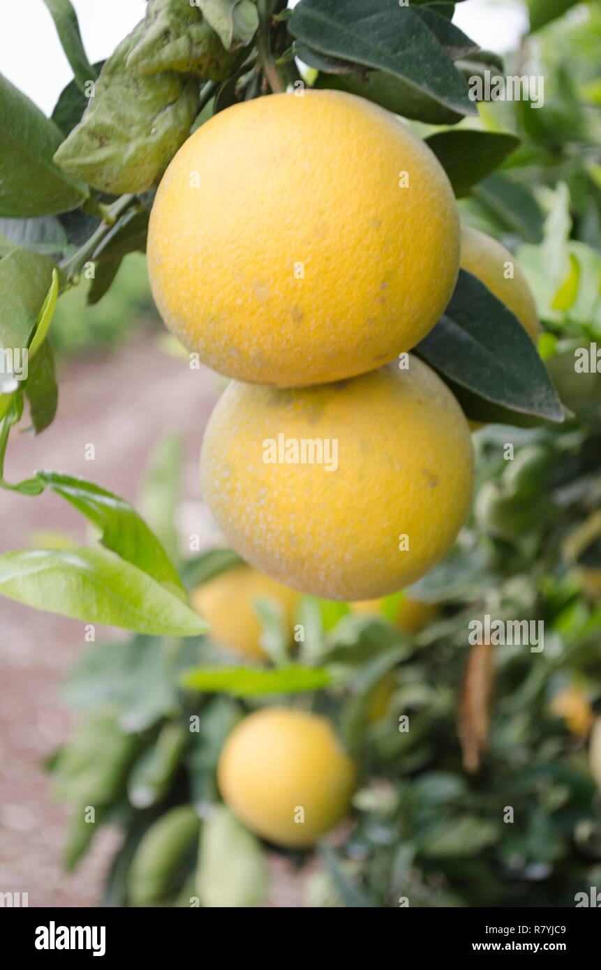 Dans un pamplemousse citrus, le centre de la Californie, prêtes pour la récolte Banque D'Images
