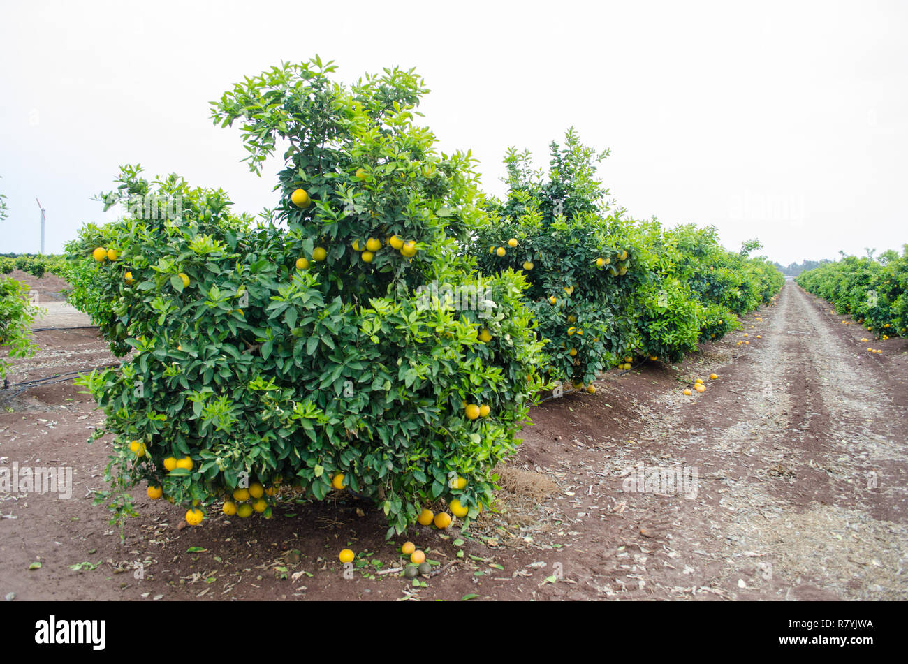 Dans un pamplemousse citrus, le centre de la Californie, prêtes pour la récolte Banque D'Images