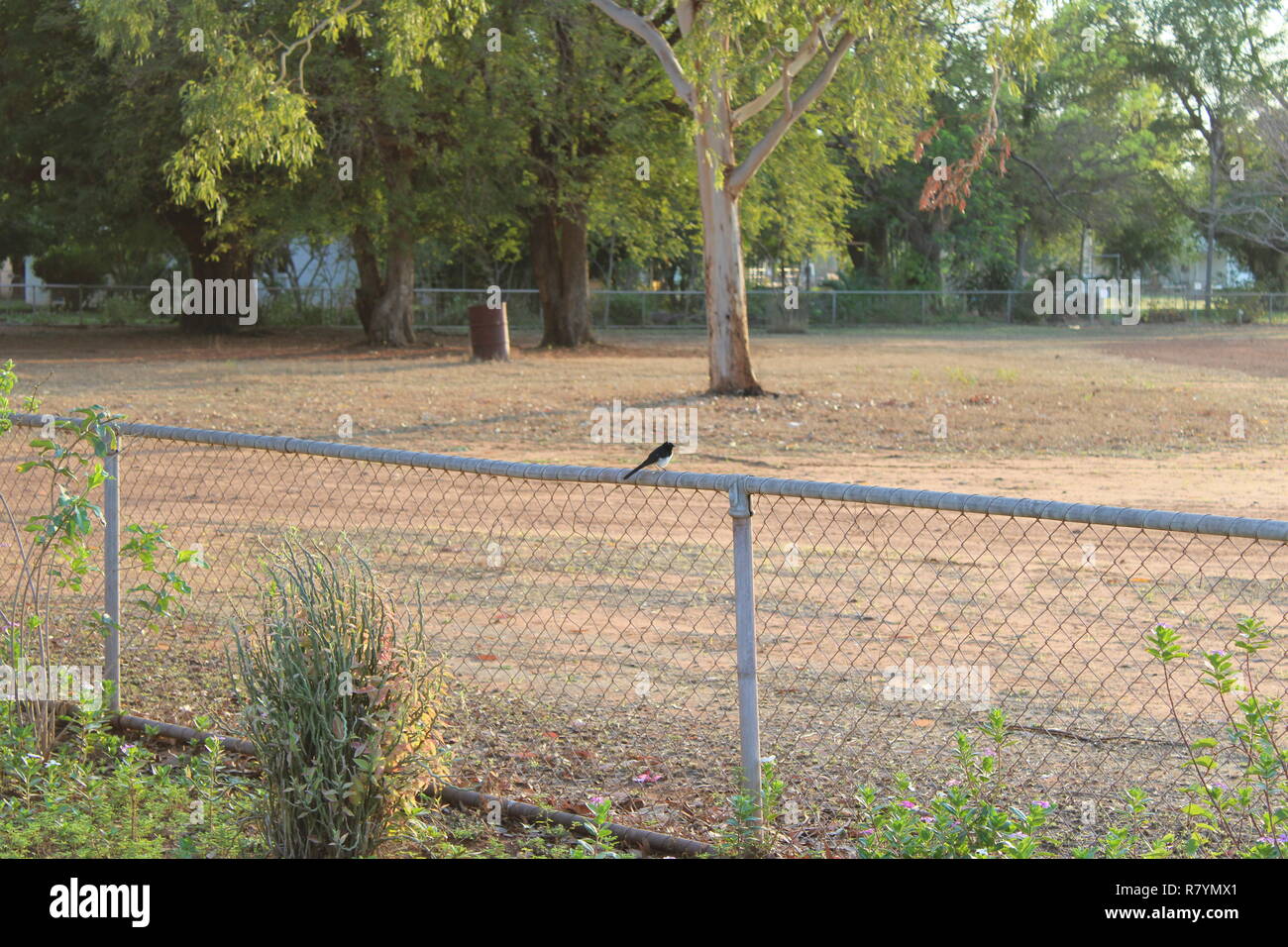 Willy Wag Tail sur une clôture Banque D'Images