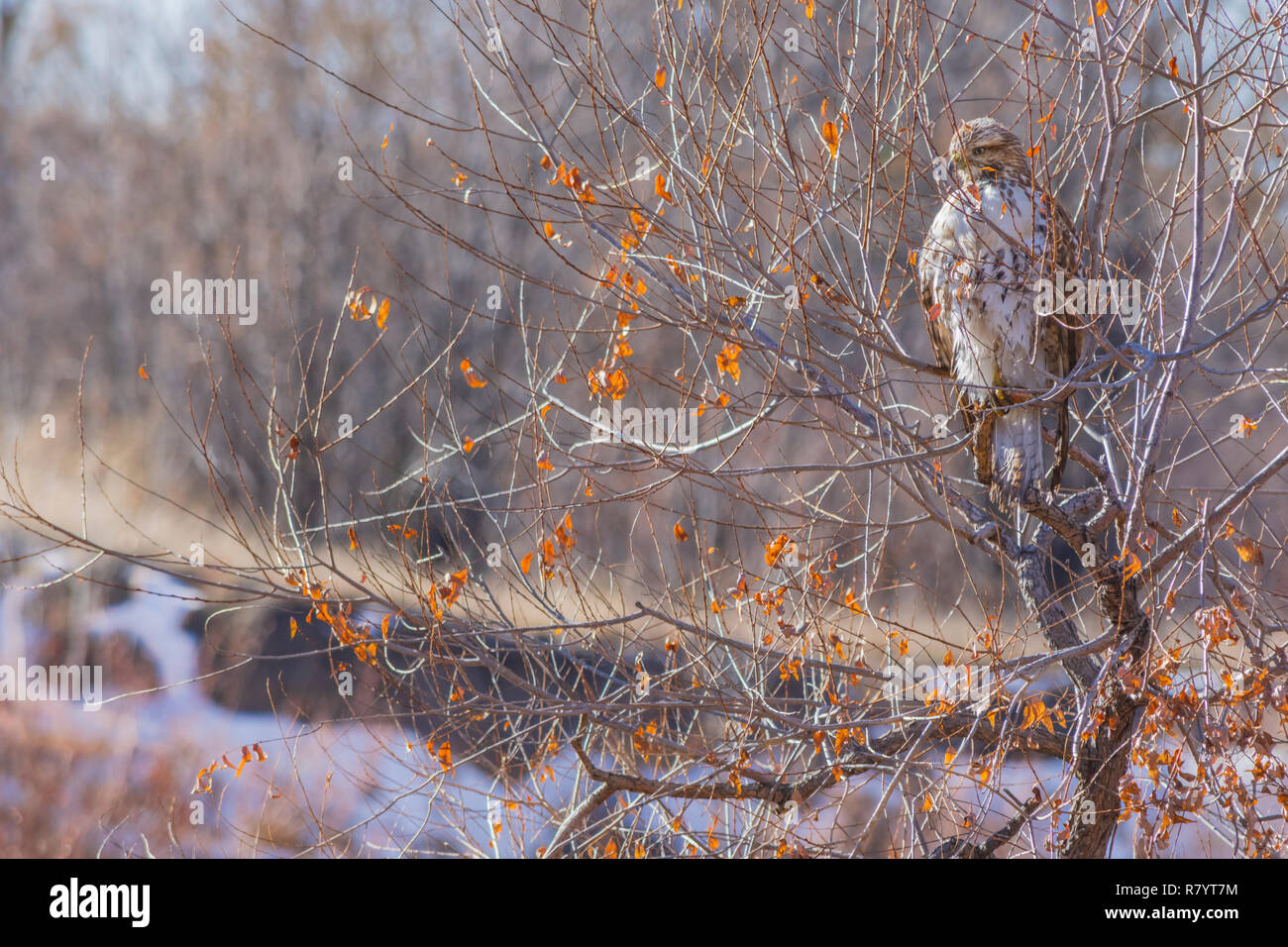 Buse à queue rousse (Buteo jamaicensis) dans l'étude d'arbres cottonwood creek qui coule au-dessous, Castle Rock Colorado nous. Photo prise en novembre. Banque D'Images