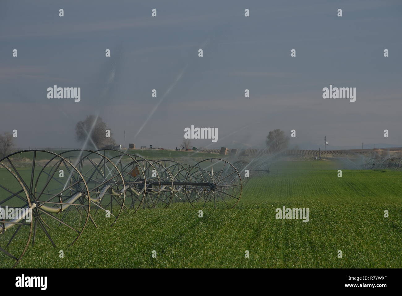 Ligne de roue l'irrigation par aspersion de récolte du grain, Aberdeen, Maryland Banque D'Images
