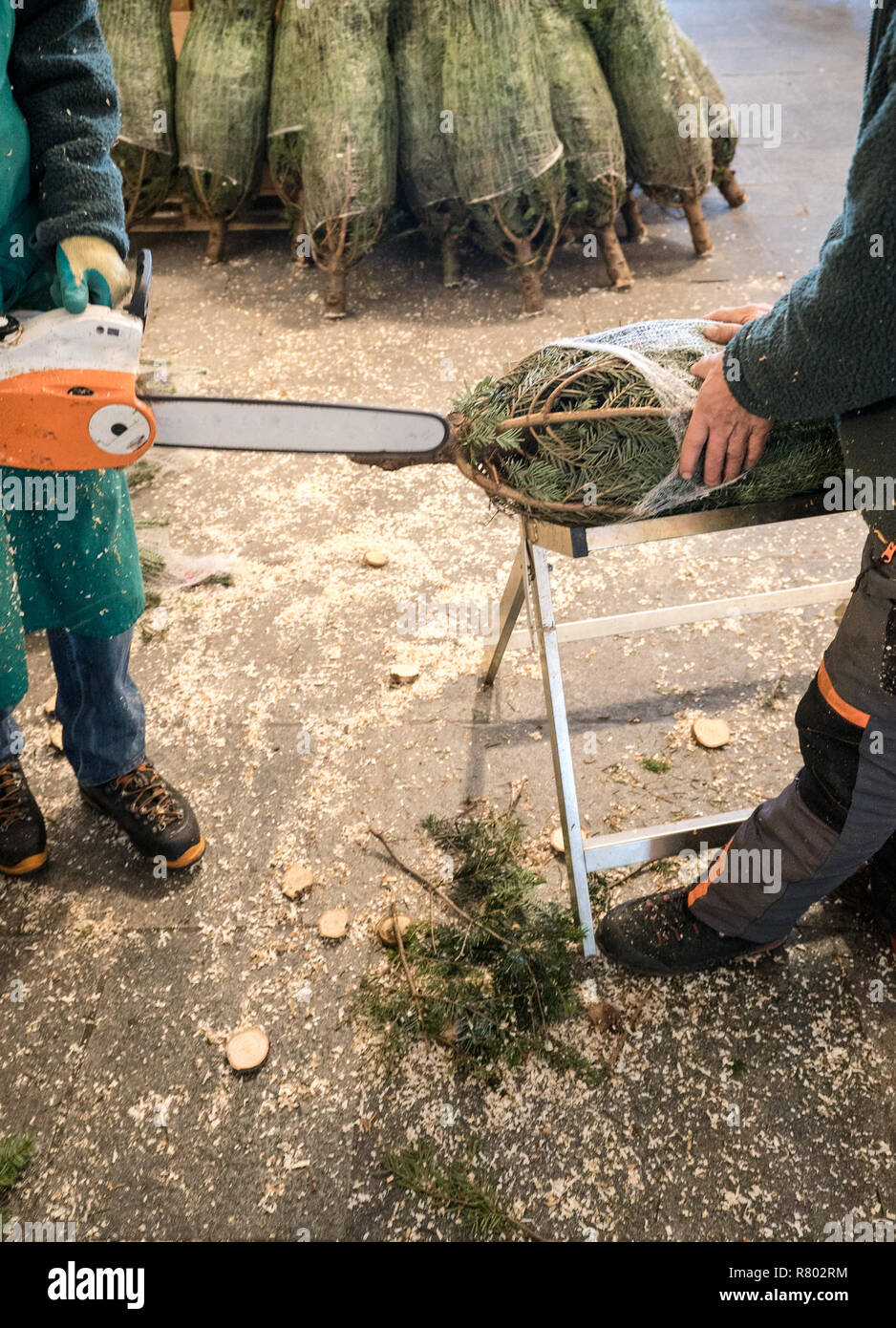 Vue détaillée de deux hommes la préparation et la coupe des arbres de Noël à vendre pendant les vacances de Noël Banque D'Images