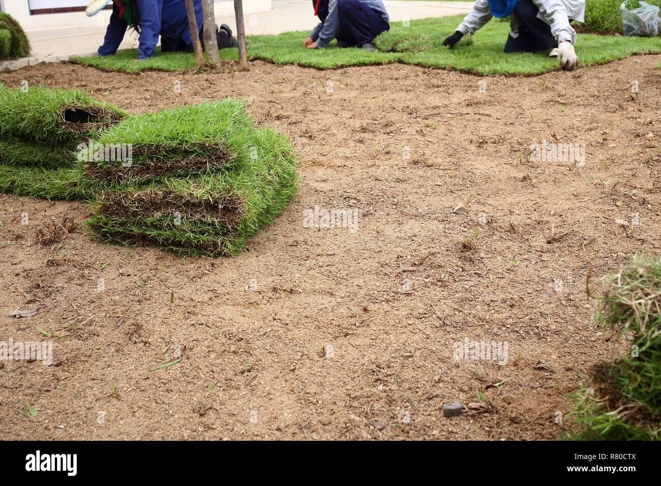 Nouveau gazon, plantation gazon d'herbe dans le jardin Banque D'Images