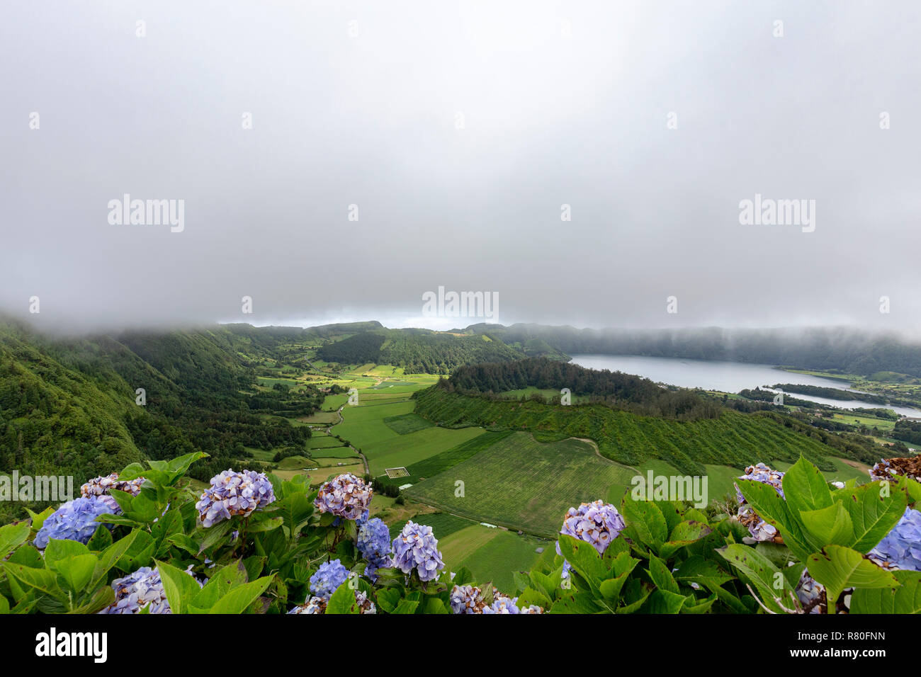 Bleu et violet et hyndrangeas avec la Seca caldeira et Lagoa Azul dans la distance sur Sao Miguel. Banque D'Images