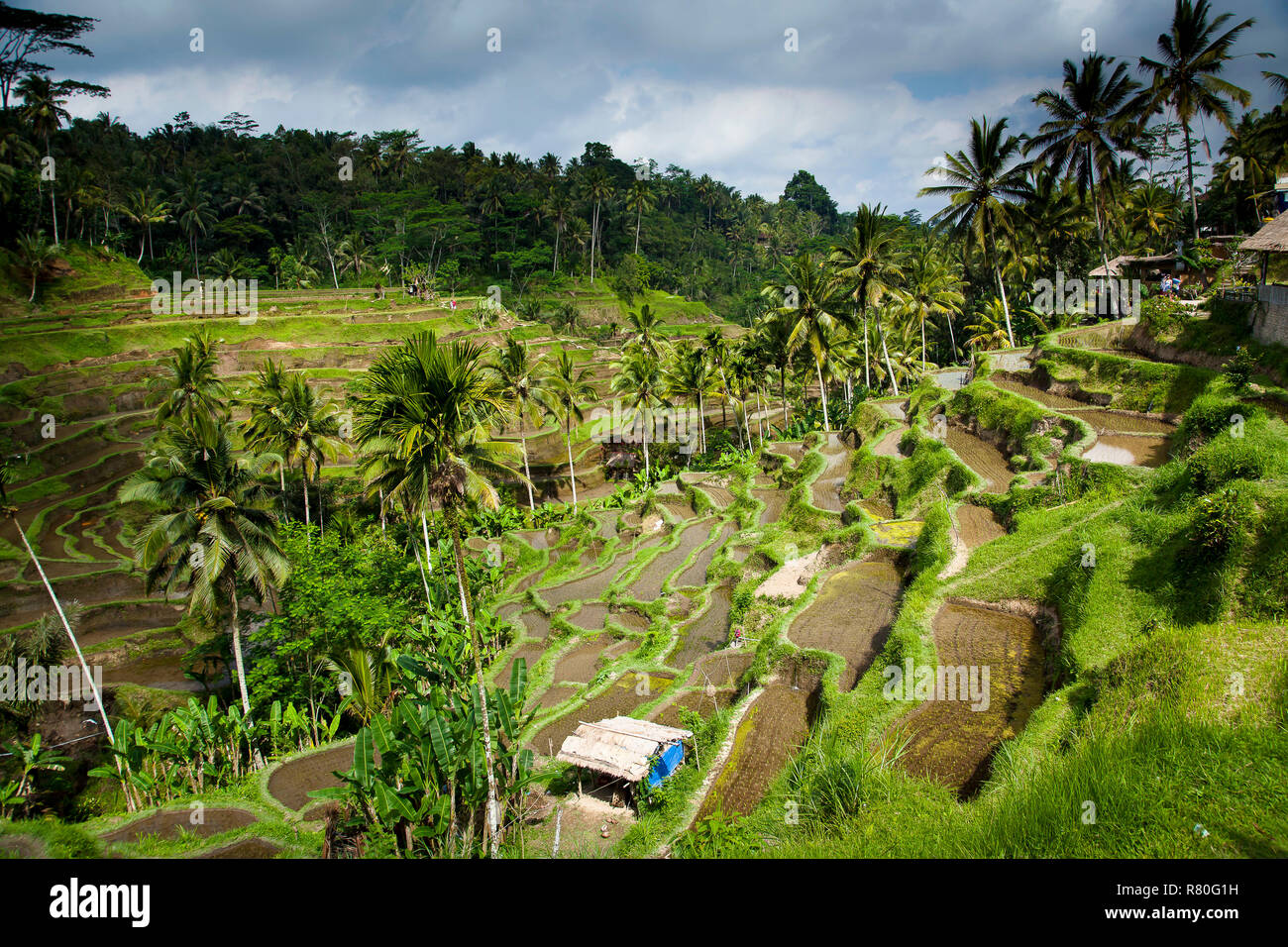 L'INDONÉSIE, Bali : Tegalalang terrasse de riz près de Ubud Banque D'Images