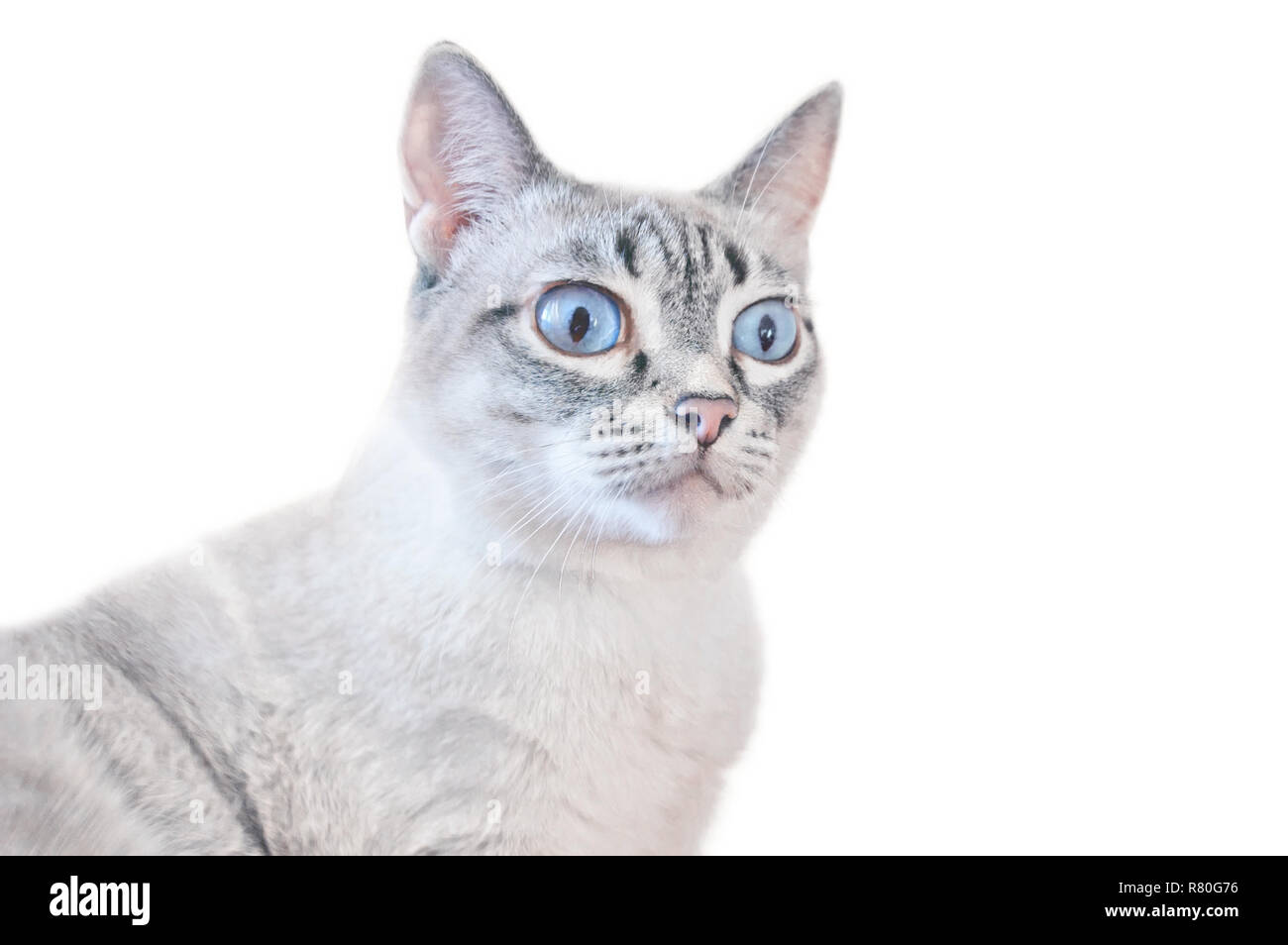 Surpris cat isolé sur fond blanc. Chat blanc à rayures gris avec des yeux bleus. Banque D'Images