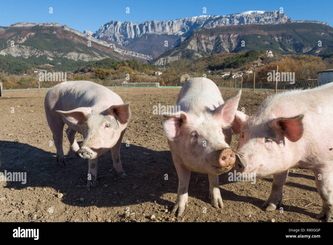 Élevage de porcs en plein air, la production biologique, de mourir, dans le sud-est de la France Banque D'Images