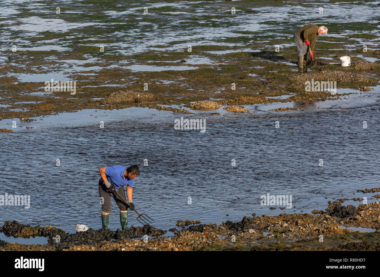 Keyhaven, Angleterre - le 24 octobre 2018 : deux personnes, l'homme, à la recherche de vers sur les vasières de la mer du Nord, en Angleterre. Banque D'Images