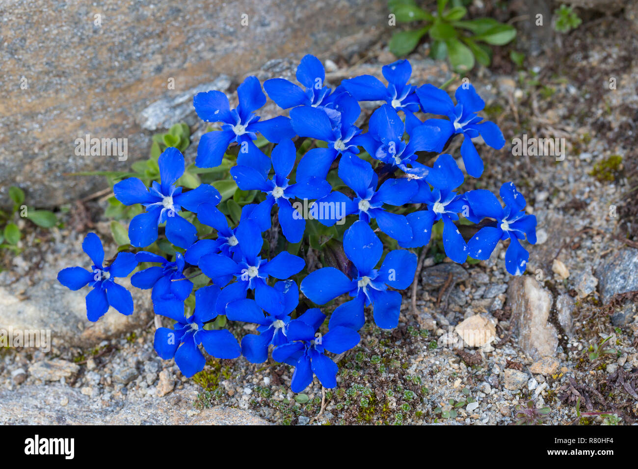 Gentiane (Gentiana bavarica bavarois). Plantes à fleurs au Parc National Hohe Tauern, Carinthie, Autriche Banque D'Images