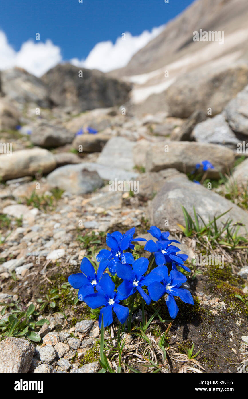 Gentiane (Gentiana bavarica bavarois). Plantes à fleurs au Parc National Hohe Tauern, Carinthie, Autriche Banque D'Images