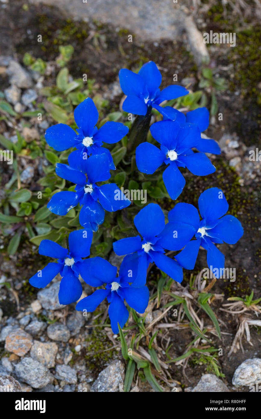 Gentiane (Gentiana bavarica bavarois). Plantes à fleurs au Parc National Hohe Tauern, Carinthie, Autriche Banque D'Images
