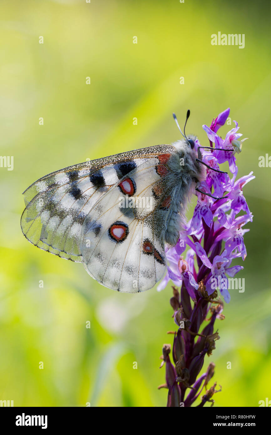 Mountain apollo (Parnassius apollo). Papillon sur un fower. Le Parc National du Hohe Tauern, Carinthie, Autriche Banque D'Images