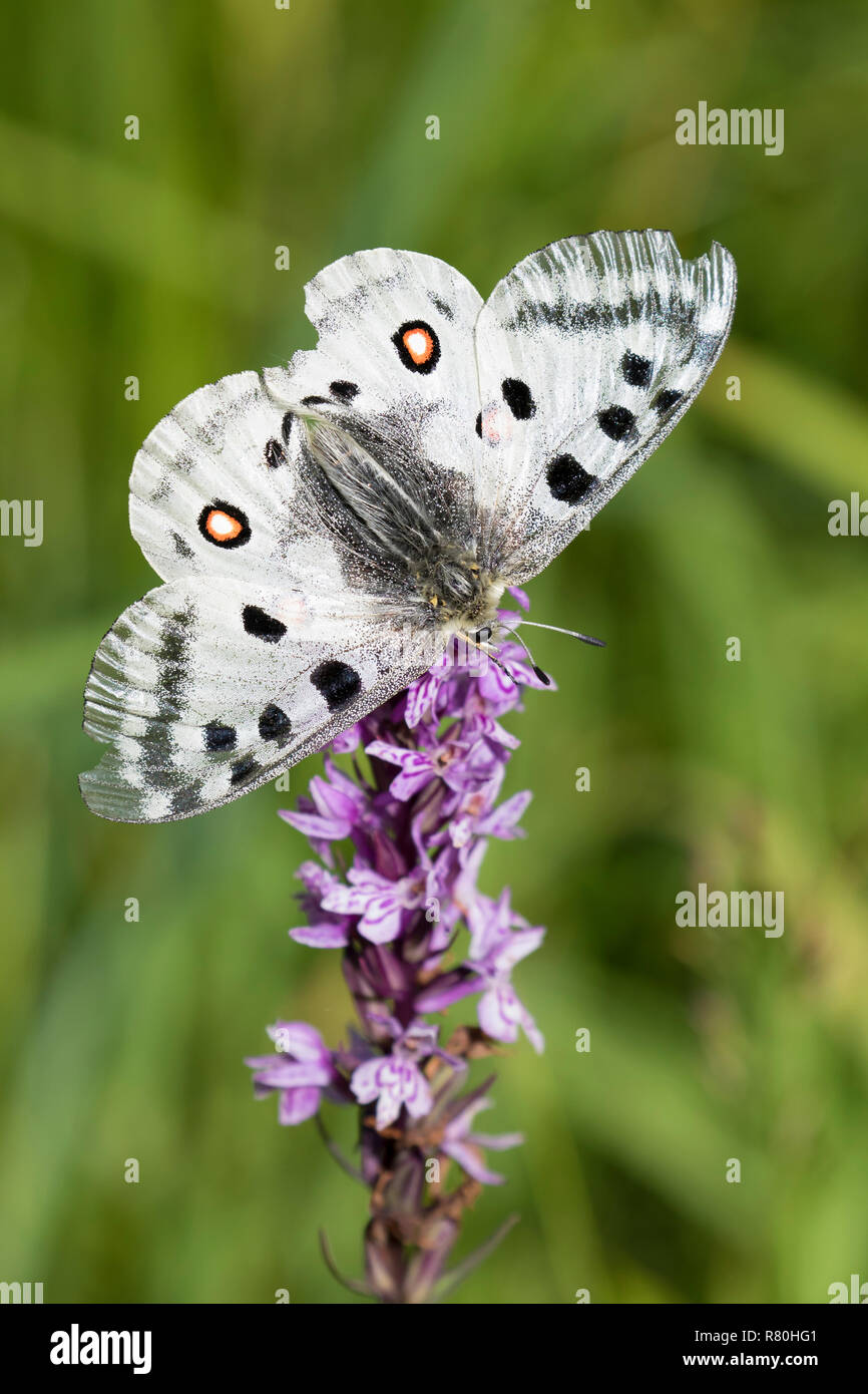 Mountain apollo (Parnassius apollo). Papillon sur un fower. Le Parc National du Hohe Tauern, Carinthie, Autriche Banque D'Images