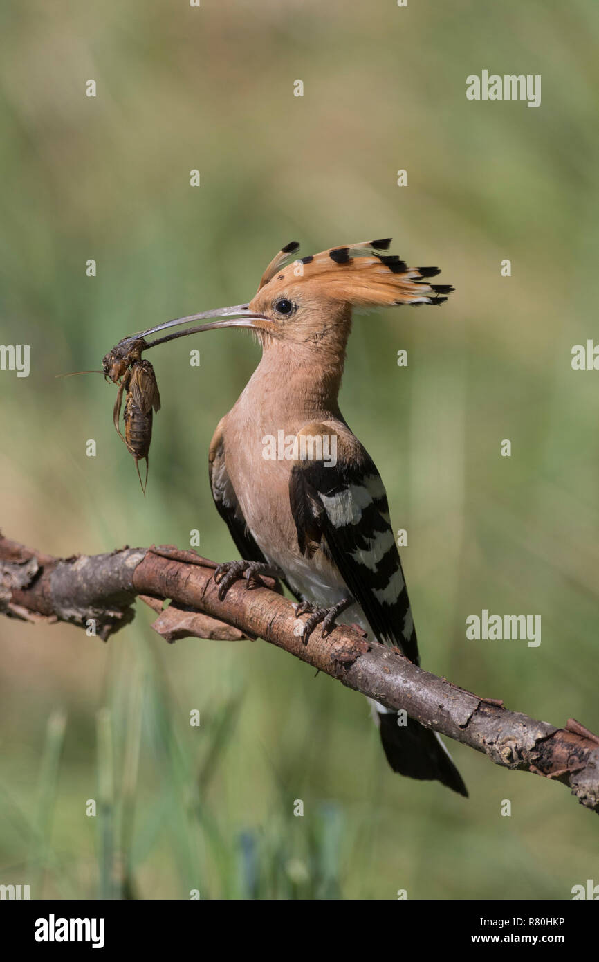 Huppe fasciée (Upupa epops) perché sur une branche, avec l'insecte dans son projet de loi. Allemagne Banque D'Images