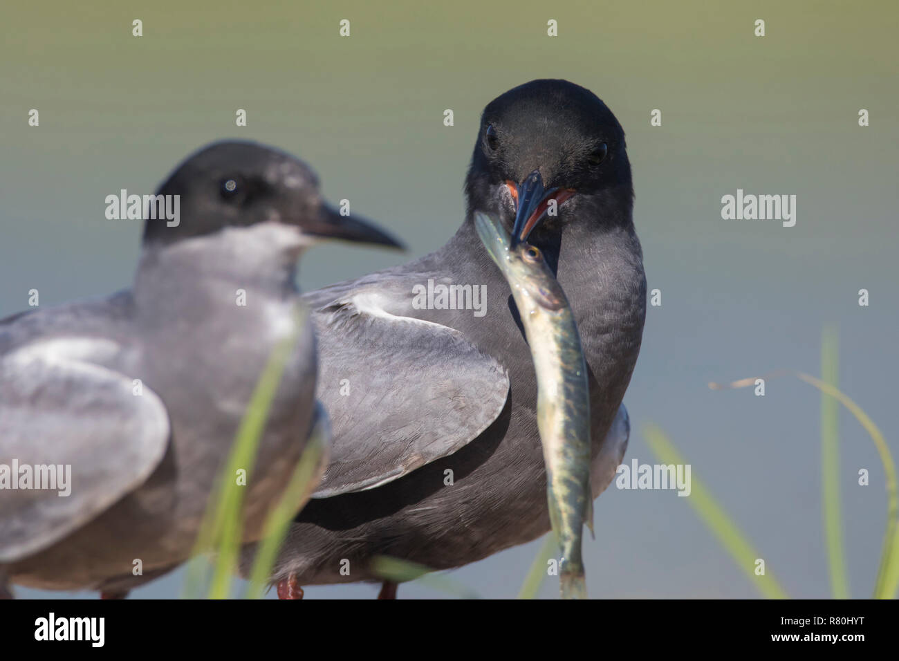 Guifette noire (Chlidonias niger). Offrant à ses hommes mate un peu le brochet. Allemagne Banque D'Images