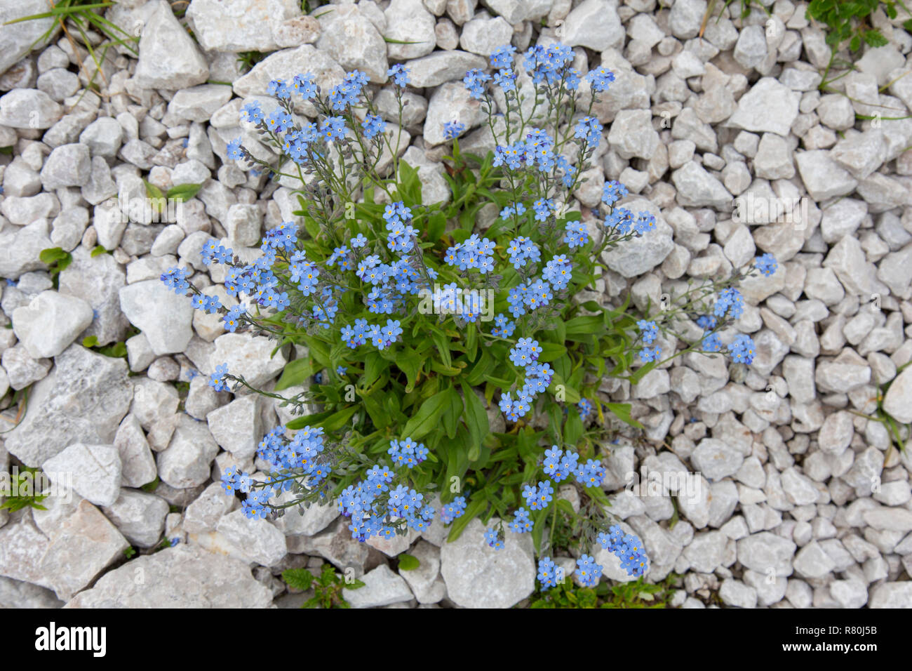 Alpine forget-me-not (Myosotis alpestris), plante à fleurs. Le Parc National du Hohe Tauern, Carinthie, Autriche Banque D'Images