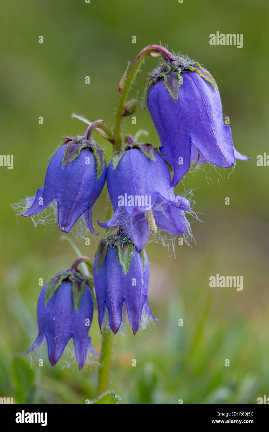 Alpine forget-me-not (Campanula barbata), plante à fleurs. Le Parc National du Hohe Tauern, Carinthie, Autriche Banque D'Images