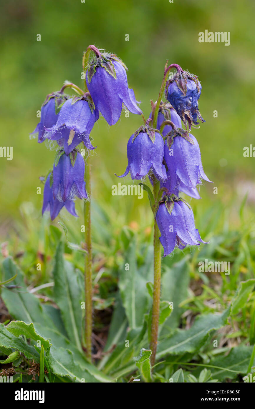 Alpine forget-me-not (Campanula barbata), plante à fleurs. Le Parc National du Hohe Tauern, Carinthie, Autriche Banque D'Images