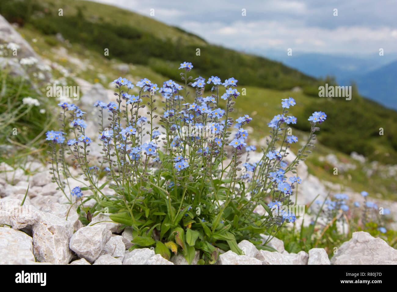 Alpine forget-me-not (Myosotis alpestris), plante à fleurs. Le Parc National du Hohe Tauern, Carinthie, Autriche Banque D'Images
