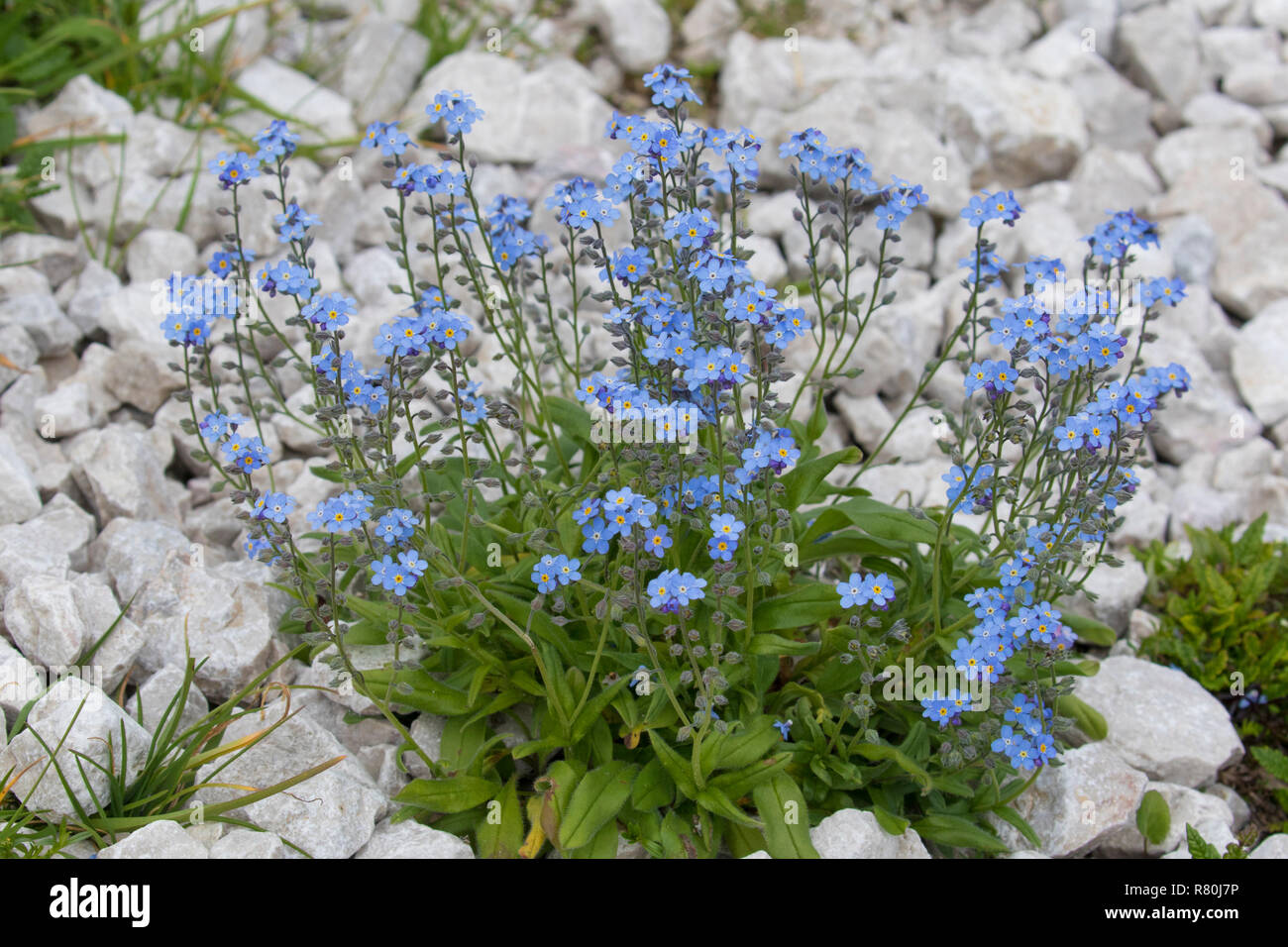 Alpine forget-me-not (Myosotis alpestris), plante à fleurs. Le Parc National du Hohe Tauern, Carinthie, Autriche Banque D'Images