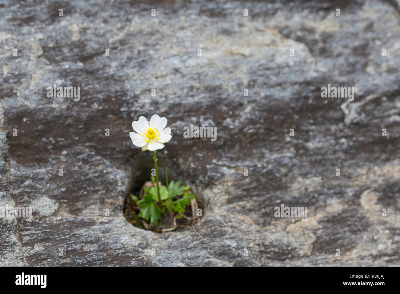 Alpine (Ranunculus alpestris), plante à fleurs. Le Parc National du Hohe Tauern, Carinthie, Autriche Banque D'Images