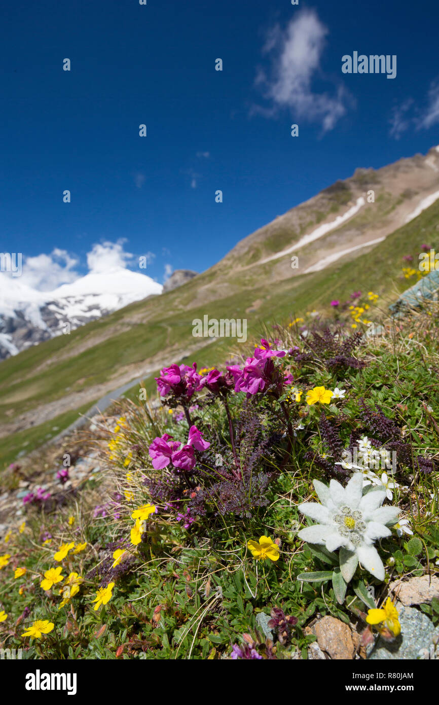 Edelweiss (Leontopodium nivale alpinum), plante à fleurs environs alpins. Le Parc National du Hohe Tauern, Carinthie, Autriche Banque D'Images