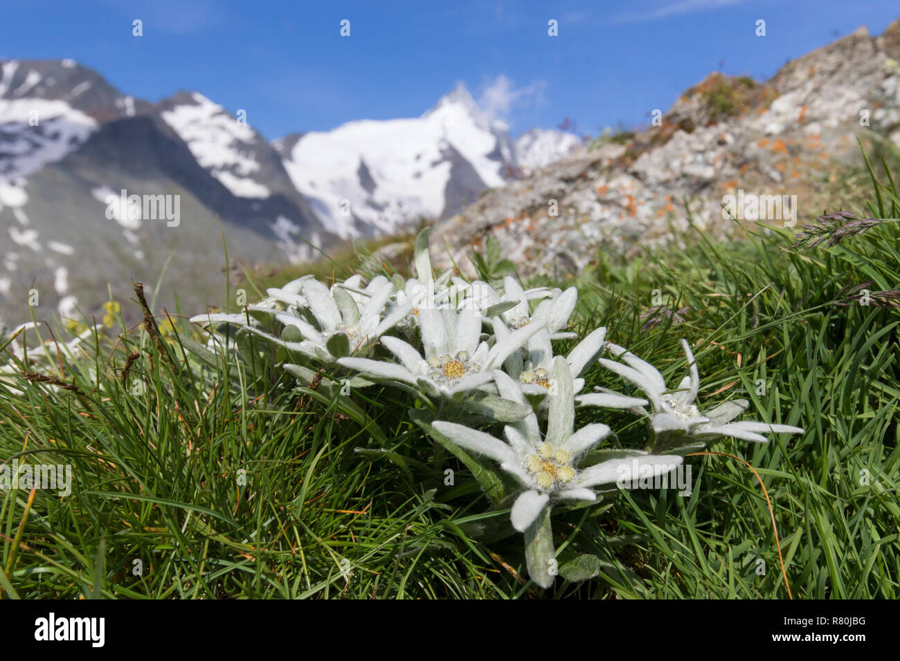 Edelweiss (Leontopodium nivale alpinum), plante à fleurs avec la montagne en arrière-plan du Grossglockner, plus haut sommet d'Autriche. Le Parc National du Hohe Tauern, Carinthie, Autriche Banque D'Images