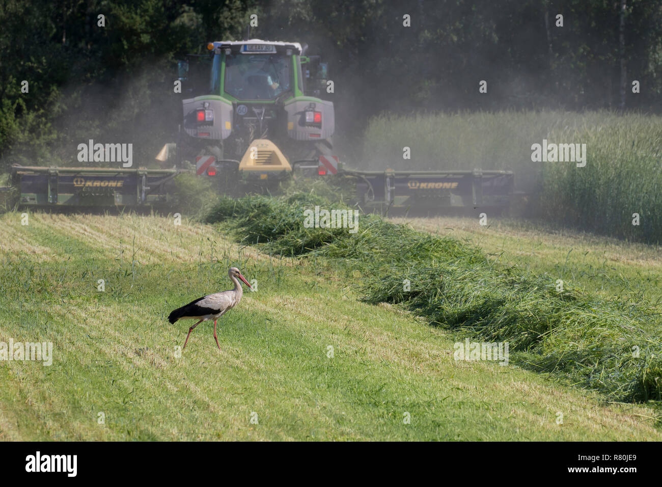 European Cigogne Blanche (Ciconia ciconia). Nourriture adultes sur une prairie à côté d'une machine de coupe. Allemagne Banque D'Images