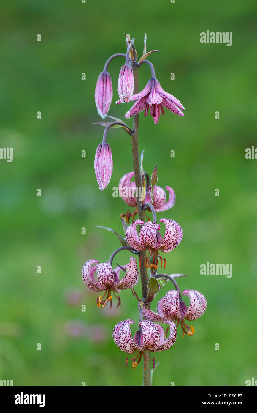 Turk's Cap, Lily (Lilium Martagon martagon), plante à fleurs. Le Parc National du Hohe Tauern, Carinthie, Autriche Banque D'Images